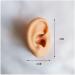 F Simulation Ear Template - Flexible Silicone Artificial Ear Template for Acupuncture Picking Picking Sweet Props View Studs - Buy Online on SooperMarket.com