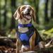 Joytale Reflective Dog Collar for Large Dogs - Royal Blue (Pack of 1) | Durable & Comfortable | International Shipping Available - Buy Online on SooperMarket.com