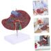 Baluue Liver Anatomical Model Liver Model with Base Anatomical Liver Model Human Body Gallbladder - Buy Online on SooperMarket.com
