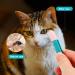 Best Tear Stain Brush for Cats & Dogs | Remove Eye Crust & Mucus | Reusable Pet Eye Comb with Soft Rubber Head - Buy Online on SooperMarket.com