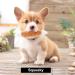 Cute Plush Dog Squeaky Toys 12PCS for Small Medium Puppies - Chew Toys Combo - Buy Online on SooperMarket.com