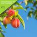 Sun Dried California Peaches - No Sugar Added, 32 oz | Healthy Vegan Snack, Kosher Certified - Buy Online on SooperMarket.com