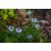 SAFLAX Organic Black Cumin Seeds (Nigella Sativa) - 300 Seeds for Gardening - Buy Online on SooperMarket.com