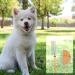 2 Pack Wooden Flea & Lice Comb for Dogs & Cats | Effective Pet Nit Removal - Buy Online on SooperMarket.com