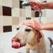 Iv San Bernard Trad Pek Conditioner 250 ml - Nourishing Dog Hair Care for All Breeds | International Shipping Available - Buy Online on SooperMarket.com