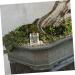 Balacoo Pet Water Feeder Ants Watering Cup Ants Drinking Bowls Water Feeding Cup for Ants Nest Plastic - Buy Online on SooperMarket.com