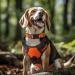Joytale Reflective Dog Collar for Large Dogs - Orange (Pack of 1) | Durable & Stylish Pet Accessory - Buy Online on SooperMarket.com