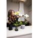 rePotme Phalaenopsis Dark Classic Orchid Mix - Mini Bag (2 Quarts) - Buy Online on SooperMarket.com