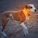 Laroo Safety LED Light Band for Dogs & Cats | Waterproof Easy to Attach Bright Flashing LED for Outdoor Safety | International Shipping - Buy Online on SooperMarket.com