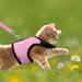Buy Tibapla Adjustable Rabbit Dishes with Elastic Leash - Perfect Kitty & Small Animal Bowl - Pink (M) - Buy Online on SooperMarket.com
