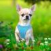 Heele Dog Harness for Small & Medium Dogs | Adjustable Reflective Soft Mesh Breastplate | Breathable Sky Blue Puppy Harness - Buy Online on SooperMarket.com