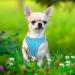 Adjustable Reflective Dog Harness for Small Dogs Breathable & Lightweight Walking/Training Harness in Sky Blue - Buy Online on SooperMarket.com