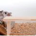 Buy Buguuyo Hamster Platform & Climbing Toys | Wooden Guinea Pig Cage Accessories - Buy Online on SooperMarket.com
