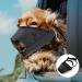 Adjustable Breathable Muzzle for Small Dogs - Safe Comfortable Prevents Biting & Barking (S Black) - Buy Online on SooperMarket.com