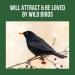 Honeyfields 5Kg Wild Bird Food - High Quality Blend for All Seasons - Buy Online on SooperMarket.com