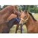 Harry's Horse Stirrup Protectors - Fleece Stirrup Dirt Cover (1 Pair) for Equestrian | International Shipping Available - Buy Online on SooperMarket.com