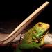 YUSHU Angled Reptile Feeding Tongs - 28cm Eco-Friendly Bamboo Feeding Tool | Aquarium Tongs & Reptile Tweezers for Easy Feeding - Buy Online on SooperMarket.com
