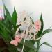 Double Sided Rose Gold 'It's A Girl' with Butterfly Cake Topper - Pink Baby Shower Decor - Buy Online on SooperMarket.com