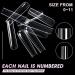 AORAEM Extra Long Square Nail Tips - 240PCS XXXL Clear Full Cover Fake Nails for Acrylic Nails | 12 Sizes Tapered Square Press-On Nails with Box - Perfect for Salons & DIY Home Use - Buy Online on SooperMarket.com