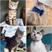 Personalized Cat Collar with Engraved Name & Phone Number for Small Pets | Brown | Bell Included - Buy Online on SooperMarket.com