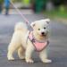 Brifit Cat Harness and Lead Set | Soft Mesh Adjustable Reflective Vest for Small Cats | Escape-Proof Kitten Harness with Leash | Pink XXS - Buy Online on SooperMarket.com