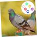 400 Pcs Pigeon Foot Ring Pigeon Supplies Number Baby 1X0.5cmx2pcs Colorfulx2pcs - Buy Online on SooperMarket.com