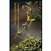 Pu-erh tea 2020 SHENG JIA YUAN He Kai 357g Raw - Buy Online on SooperMarket.com
