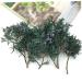 ABOOFAN 2 Pcs Pine Branch DIY Material Floral Boxes Wedding Decoration Christmas Pine Branches Household - Buy Online on SooperMarket.com