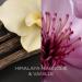 Botanica by Air Wick XL Candle - 90 Hours of Himalaya Magnolia & Vanilla Fragrance - Sustainably Made 500g in Glass - 1 Pack - Buy Online on SooperMarket.com