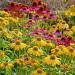 Echinacea Mixed Seeds - High-Quality Echinacea Seeds for International Shipping | Grow Your Own Echinacea - Buy Online on SooperMarket.com