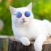 6-Piece Cat Sunglasses for Pets | Funny Retro Circular Eyewear for Small Dogs | Photos Props & Cosplay Glasses in Black & Mix Reflective Colors - Buy Online on SooperMarket.com
