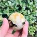 Natural Crystal Rough Ornament Natural Crystal Quartz Septarian Jasper Ball for Decoration 1pc for Fengshui Decoration Gift Decoration 50-60mm 1pc - Buy Online on SooperMarket.com