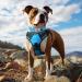 Joytale Softly Padded Neoprene Dog Collar for Medium Dogs - Reflective Nylon Wide Collar in Baby Blue (1 Pack) - Buy Online on SooperMarket.com