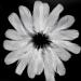 Coceca 500pcs White Feathers - Ideal for DIY Craft, Wedding & Party Decor - Buy Online on SooperMarket.com