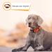 Heele Dog Collar - Soft Padded Neoprene Nylon Adjustable Reflective Collar for Small & Medium Dogs - Training Orange L (40-66 cm) - 1 Pack - Buy Online on SooperMarket.com