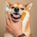 8pcs Pet Toothbrush Finger Dog Toothbrush Pet Two Finger Toothbrush Finger Brush for Dog Teeth Small Dog Toothbrush Silicone Wrap Two Finger Cat Toothbrush - Buy Online on SooperMarket.com
