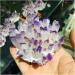 Natural Crystal Cluster Amethyst Specimen Ore Purple Reiki Stone Raw Crystal Home Decor Decoration Gift (Size : 500-600) - Buy Online on SooperMarket.com