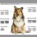 BESTBOMG Replacement Dog Grooming Knife Set | 4 Compatible Blades for Heiniger/Moser Max45/Andis/Easter A5 | 3.2mm-13mm Cutting Length | Ideal for Professional Dog Care - Buy Online on SooperMarket.com