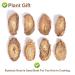 Plant Gift Burdock Root Tea 100g - Organic Non-Irradiated Sustainable Superfood for Weight Loss - Arctium Lappa L. - Buy Online on SooperMarket.com
