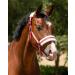 NETPROSHOP Solid Horse Halter - Padded Adjustable for Mini Shetty to Full & Coldblood - Pony Size Pink Color - International Shipping Available - Buy Online on SooperMarket.com
