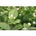 Rare Tea Co. Jasmine Silver Tip White Tea 25g Tin - Premium Loose Leaf Blend - Buy Online on SooperMarket.com