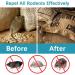SUAVEC Rodent Repellent 8 Pack - Peppermint Oil Mouse and Rat Deterrent for House, RV, and Outdoor Use - Buy Online on SooperMarket.com