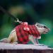 Hamster Harness and Traction Rope 2 Pieces Small Pet Harness with Bowknot Decor Small Animal Outdoor Walking Traction Rope Vest for Ferret Guinea Pig Iguana Rabbit Red Grid + Blue Stripes(XS) - Buy Online on SooperMarket.com