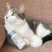 Anicura Natural Cat Spray for Itchy & Irritated Skin - Relief for Allergies & Dermatitis - Buy Online on SooperMarket.com