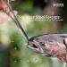 Booms Fishing FF2 Fly Fishing Accessories Kit - Forceps, Nipper, Straightener, Zinger, Two-Sided Fly Box Assortment - Ultimate Fly Fishing Gear Combo - Buy Online on SooperMarket.com