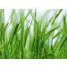 Organic Pearl Barley 3 Pounds - Non-GMO, Kosher, Vegan, Cooks Faster than Hulled Barley, Rich in Fiber & Selenium - Ideal for Risotto, Soup, Salads, Stews - 3 lb Pack - Buy Online on SooperMarket.com