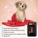 GROOM PROFESSIONAL Citrus Shine Dog Shampoo 4L - Deep Cleansing & Deodorizing Formula with Peach Oil for Greasy Coats - Fresh Citrus Scent - Ideal for Smelly Dogs - Buy Online on SooperMarket.com