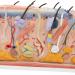 3B Scientific J13 Skin Block Model 70 Times Full-Size 17.3-Inchx9.4-Inchx9.1-Inch - Buy Online on SooperMarket.com