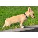 Yudote Soft Dog Collar for Sensitive Skin | Natural Cotton Fabric | Oxford Blue | Ideal for Small Calm Dogs - Buy Online on SooperMarket.com