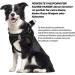 Shop Small Dog Harness & Puppy Dishes - Curli Harnesses & Catware for XS Dogs - Buy Online on SooperMarket.com